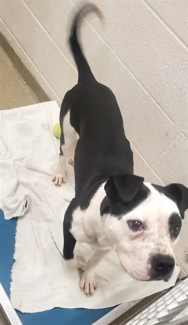 Bosco Stick - Photo 1