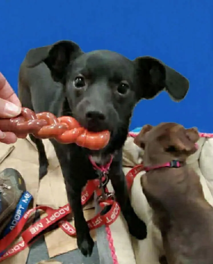 Joela Suezette - Photo 1