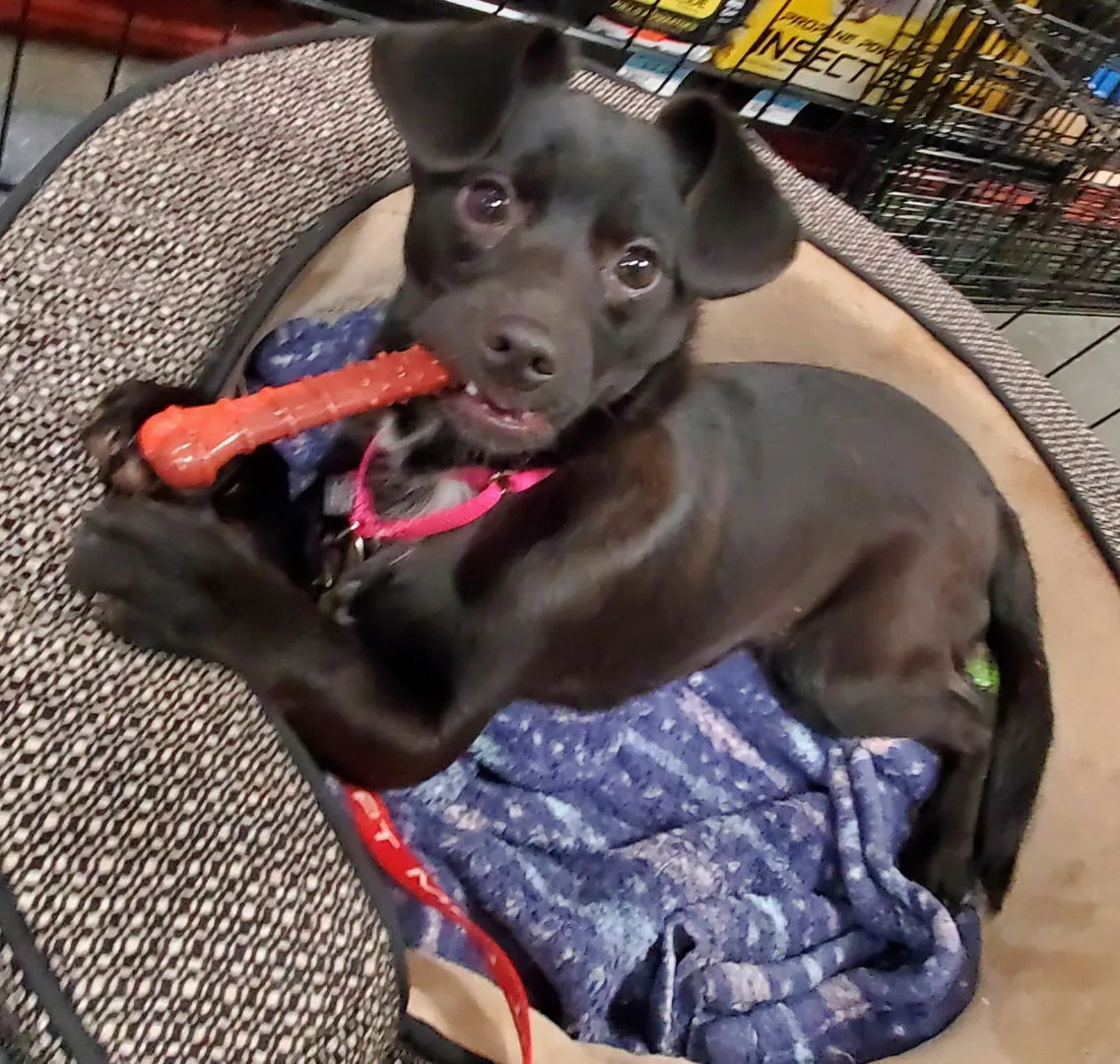 Joela Suezette - Photo 2