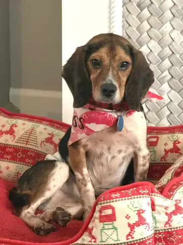 Biggie Smalls thumbnail 2