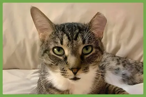 Poppa Bear thumbnail 1