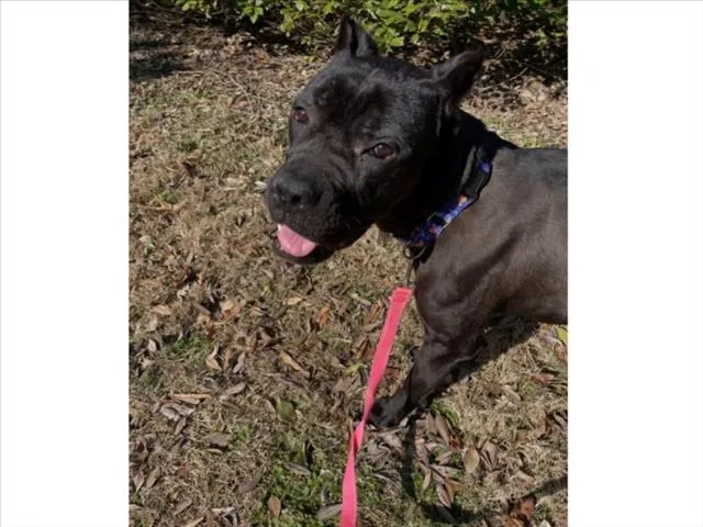 Little Foot - Photo 1