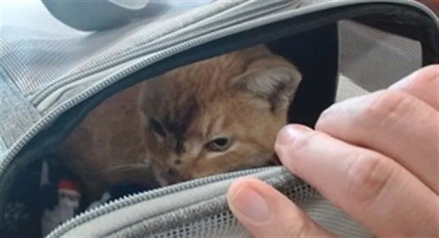 Tony Montana - Photo 1