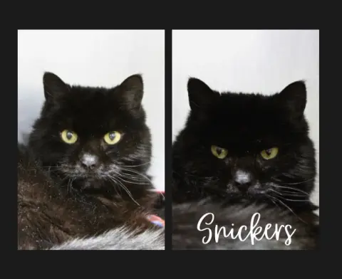 Snickers thumbnail 1