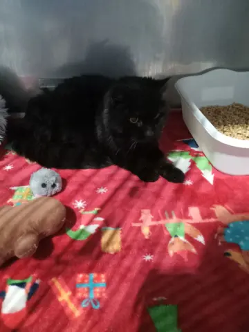 Snickers thumbnail 2